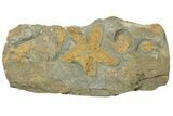 Feathery Starfish Fossil With Carpoids - Kaid Rami, Morocco #252153-1